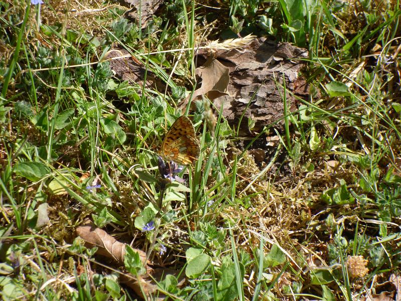 5 Pearl Bordered Fritillary.JPG